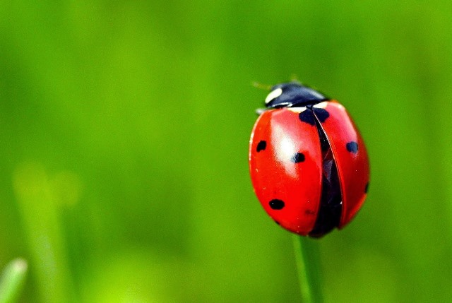 coccinella