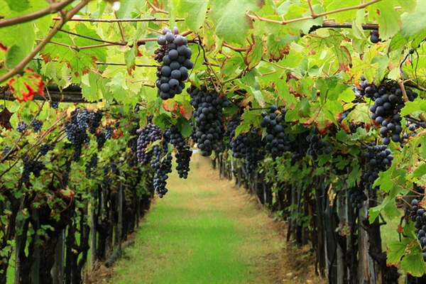 VENDEMMIA VENDEMMIA