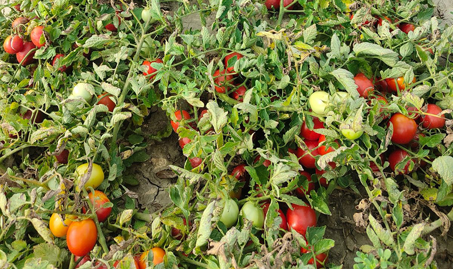Campo sperimentale