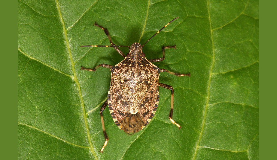 CimiceAsiatica