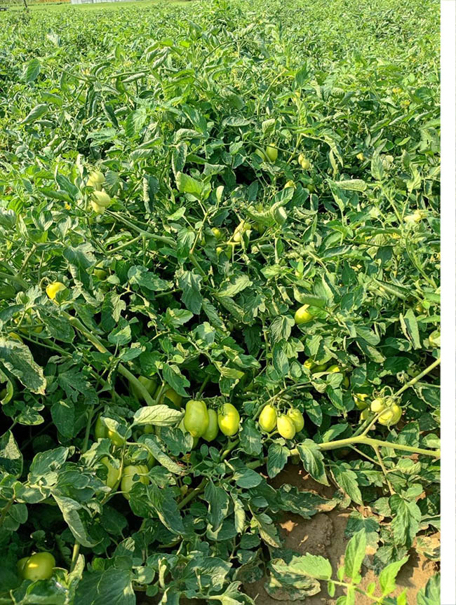 Coltura del pomodoro oggetto della sperimentazione Coltura del pomodoro oggetto della sperimentazione