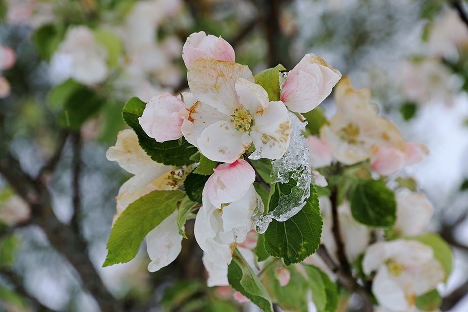 Danni gelata fiori