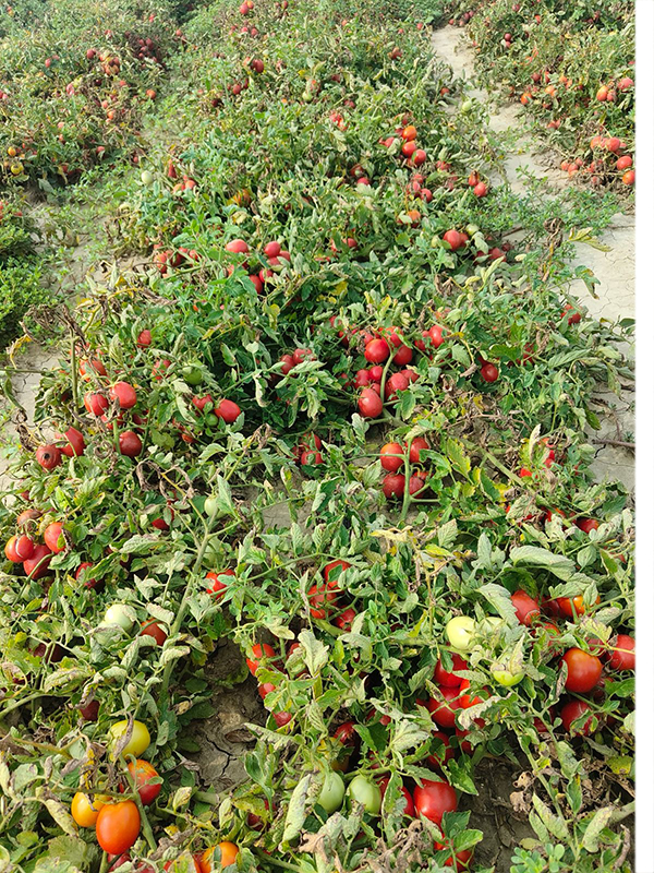 Finaf CER 1 Finaf CER 1