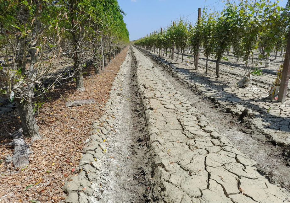 Frutteto Post Alluvione Due
