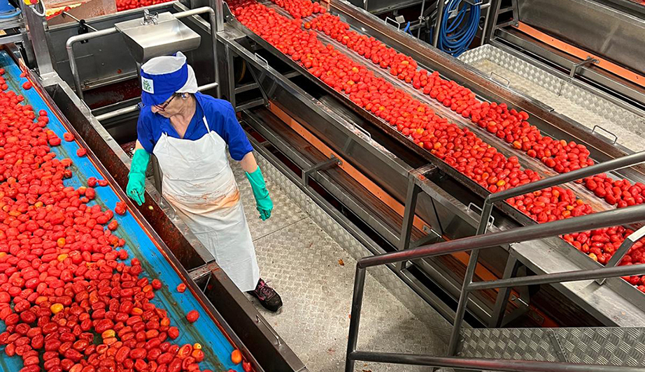 Lavoratrice stabilimento di Albinia