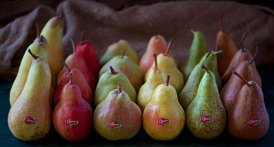 Pere Opera elle