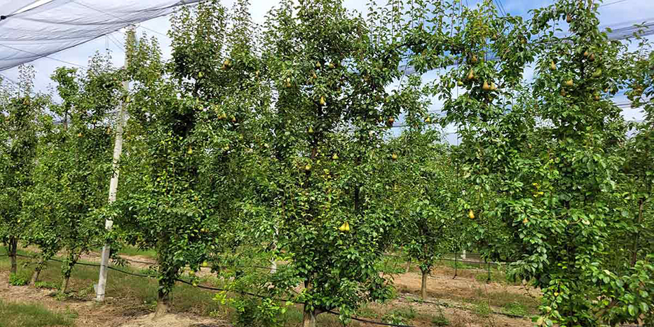 Pere Radicato
