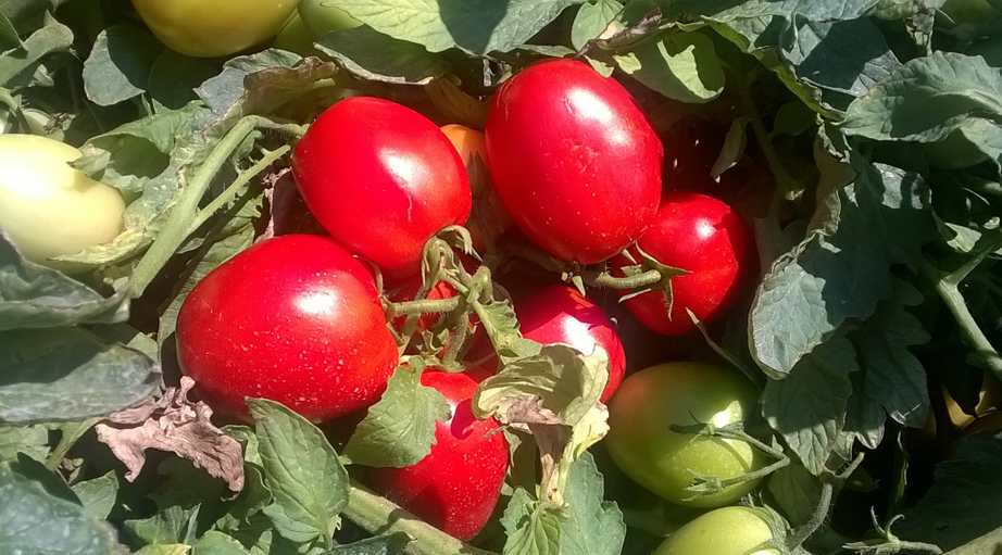 PomodoroDue PomodoroDue