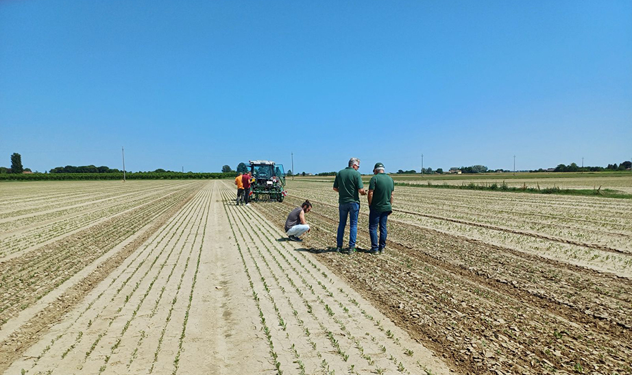 Sarchiatrice di Precisione su Cicoria