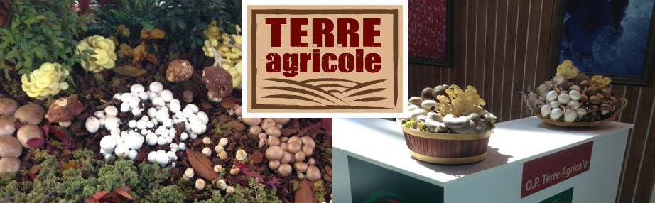 TerreAgricole TerreAgricole