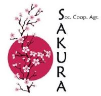 Sakura logo